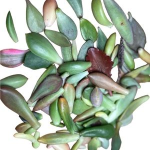 20 succulent leaves for propagation included 1lb of my special succulent…